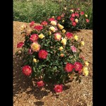 Rose Gumball Goody