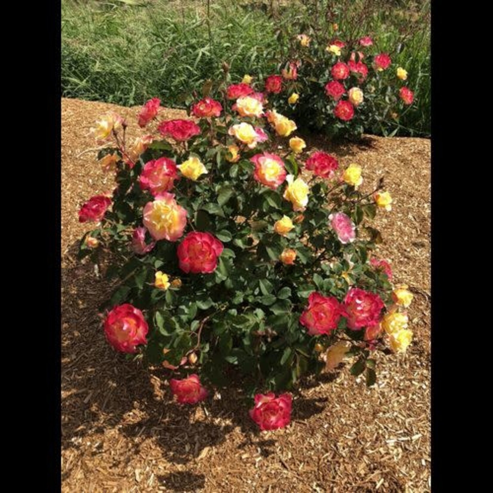 Rose Gumball Goody 2 Gal