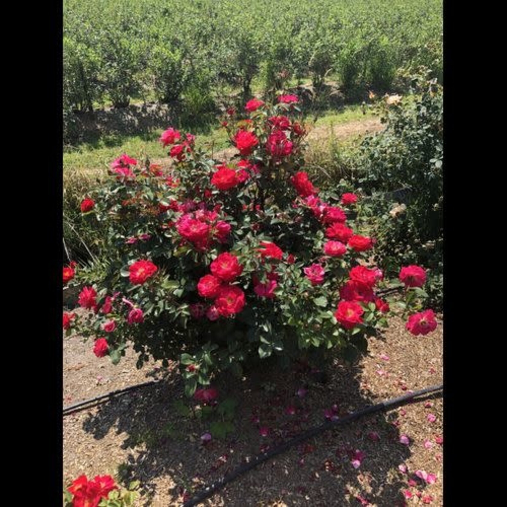 Rose Cinnamon Hearts 2 Gal