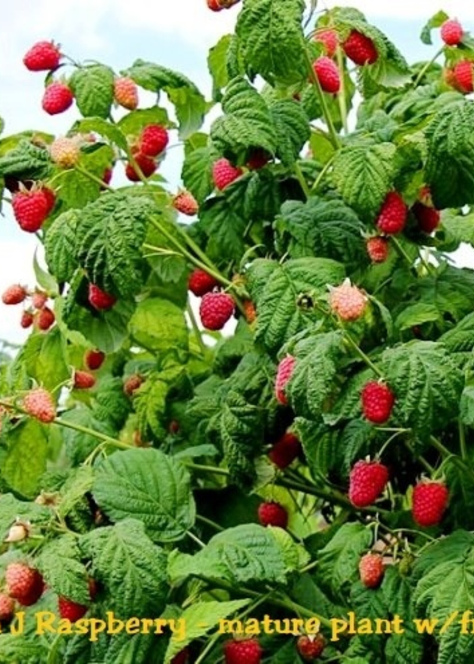 Raspberry Joan J Thornless Bare Root Cane
