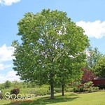 Oak Majestic Skies North Pin