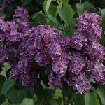 Lilac Yankee Doodle
