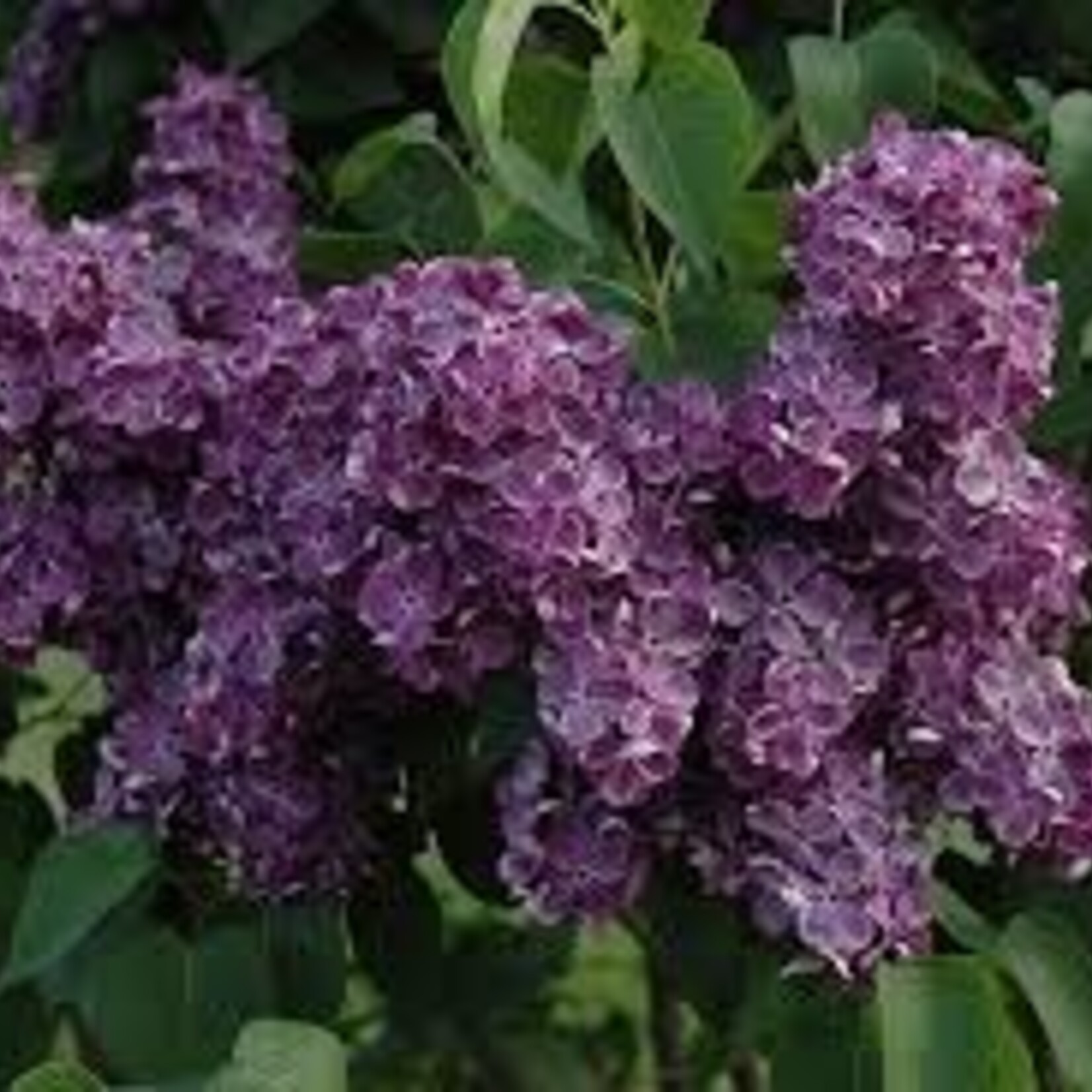 Lilac Yankee Doodle 2 Gal