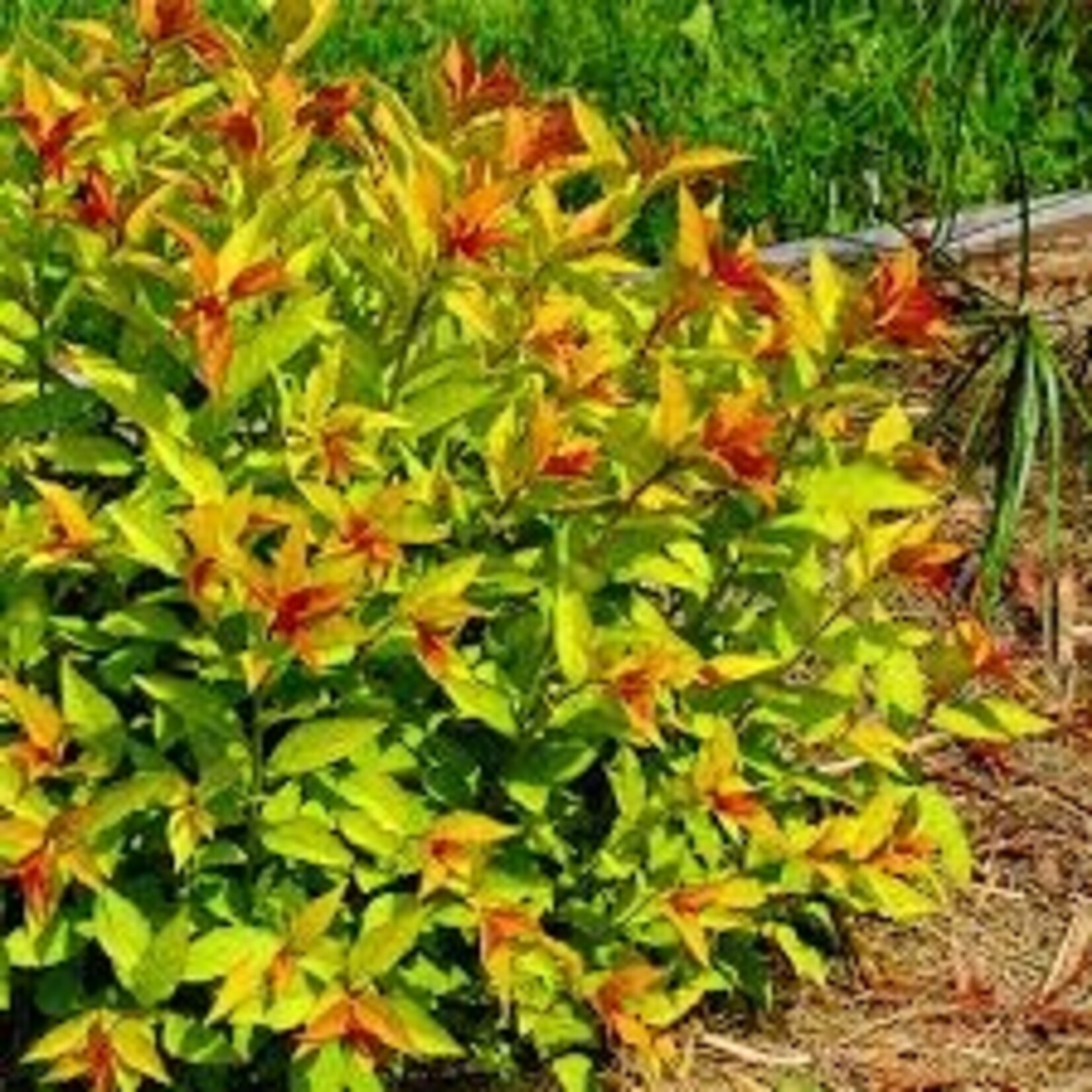 Spirea Goldflame 5 Gal