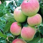 Apple Dwarf Goodland