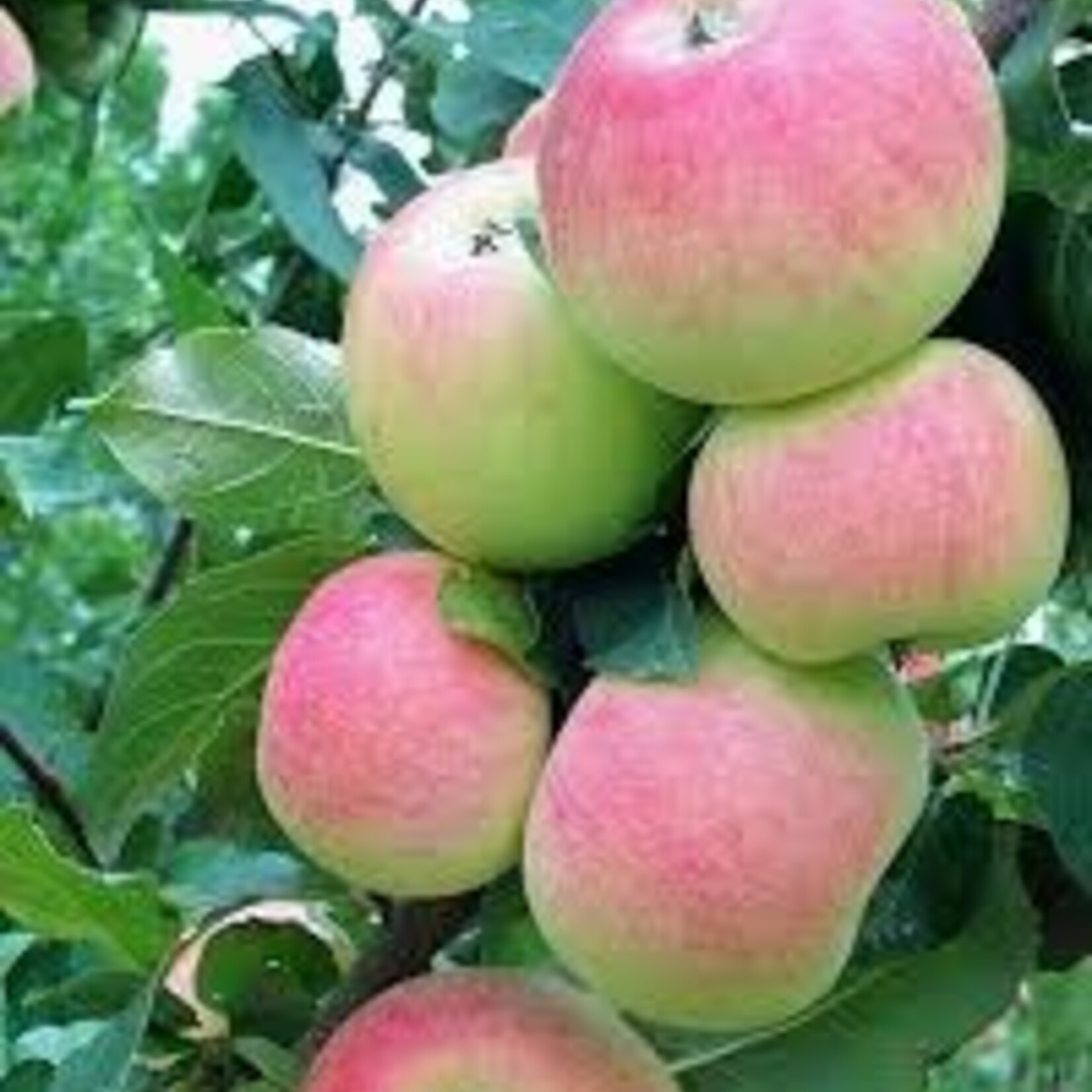Apple Dwarf Goodland 5-6ft FP