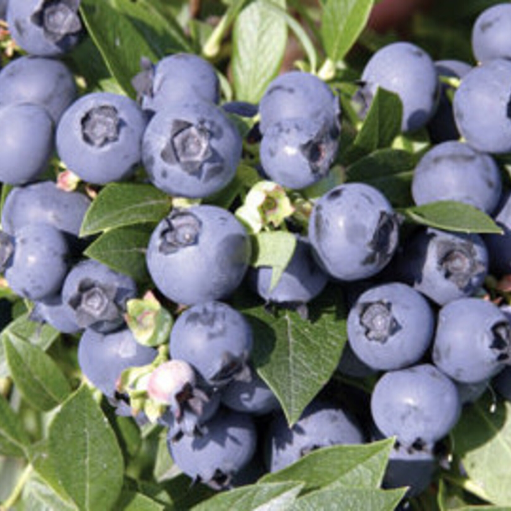 Blueberry Northcountry 1 Gal