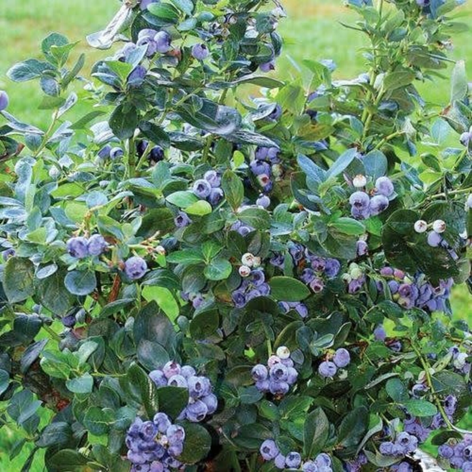 Blueberry Northcountry 1 Gal