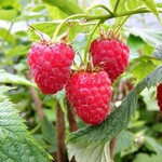 Raspberry Double Delight 1 Gal