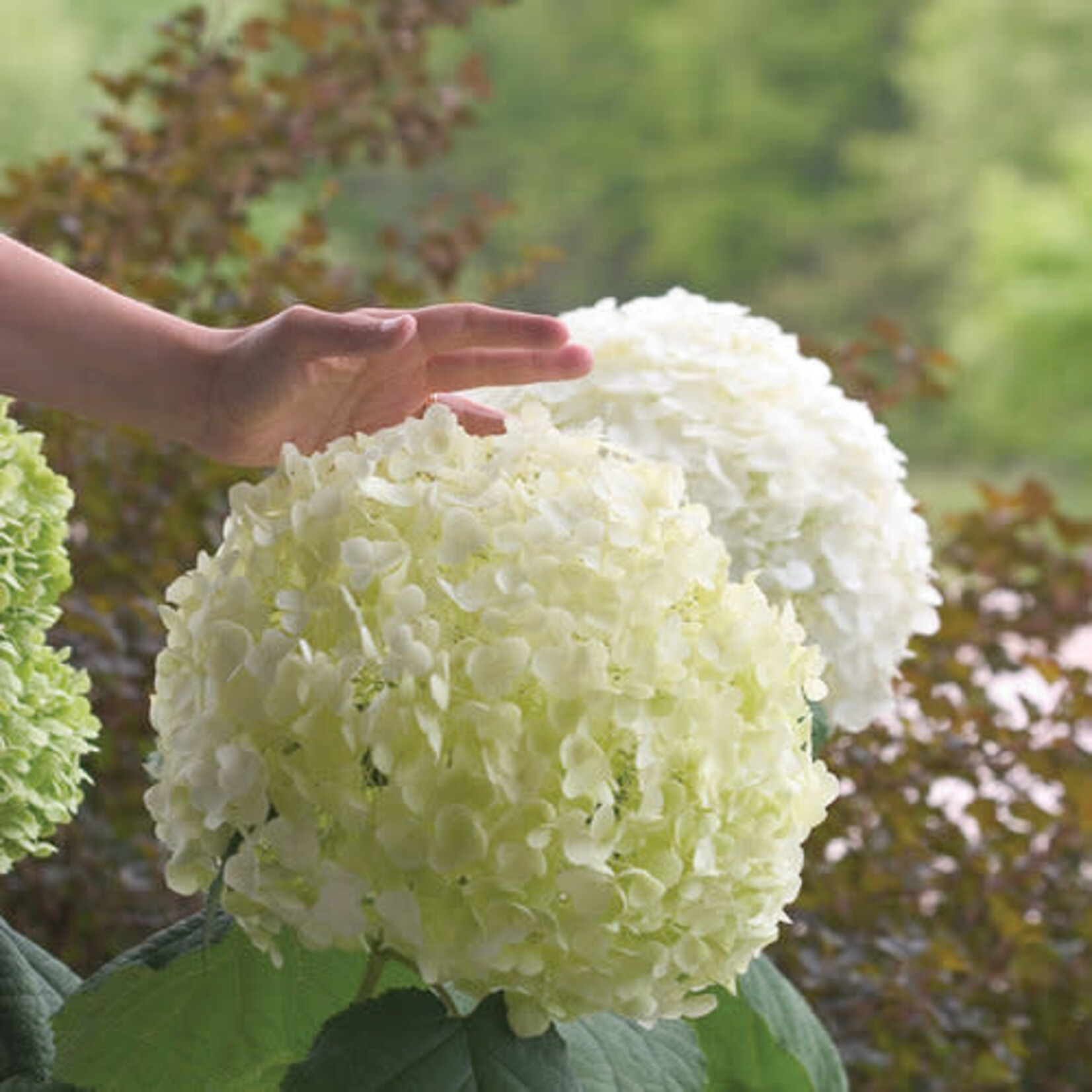Hydrangea Incrediball PW 2 gal
