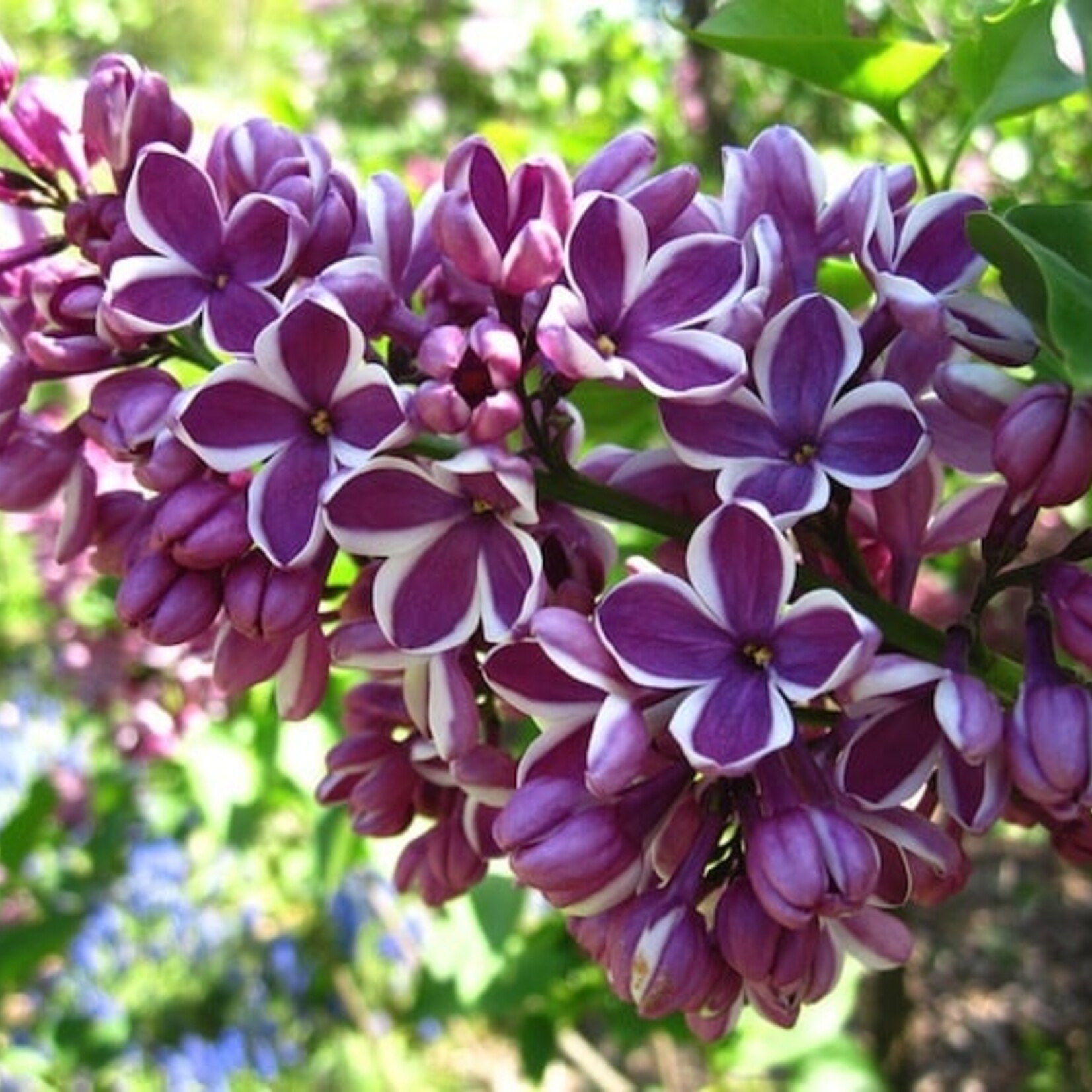 Lilac Sensation French