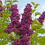Preston Lilac Royalty