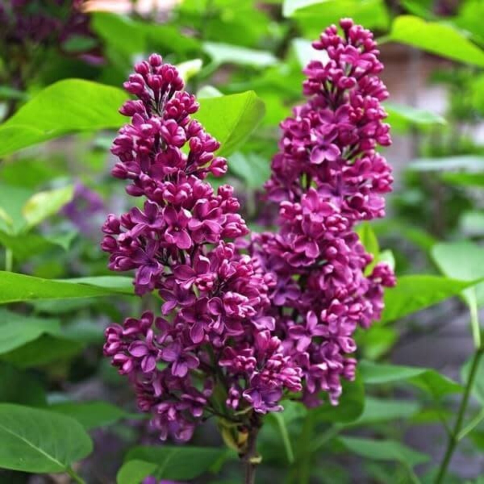 Preston Lilac Royalty