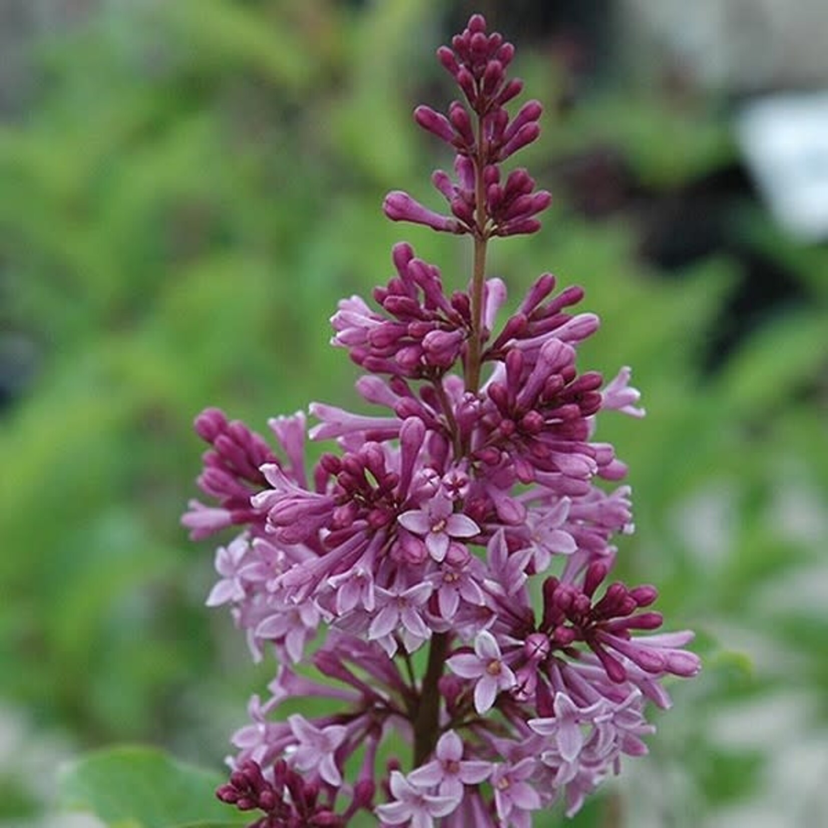 Preston Lilac Royalty