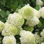 Hydrangea Limelight