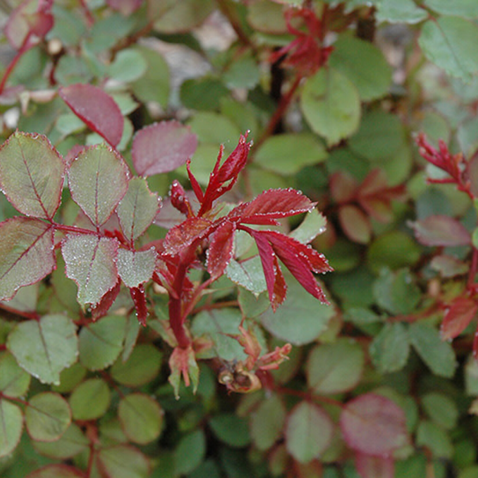Rose Winnipeg Park 2 Gal
