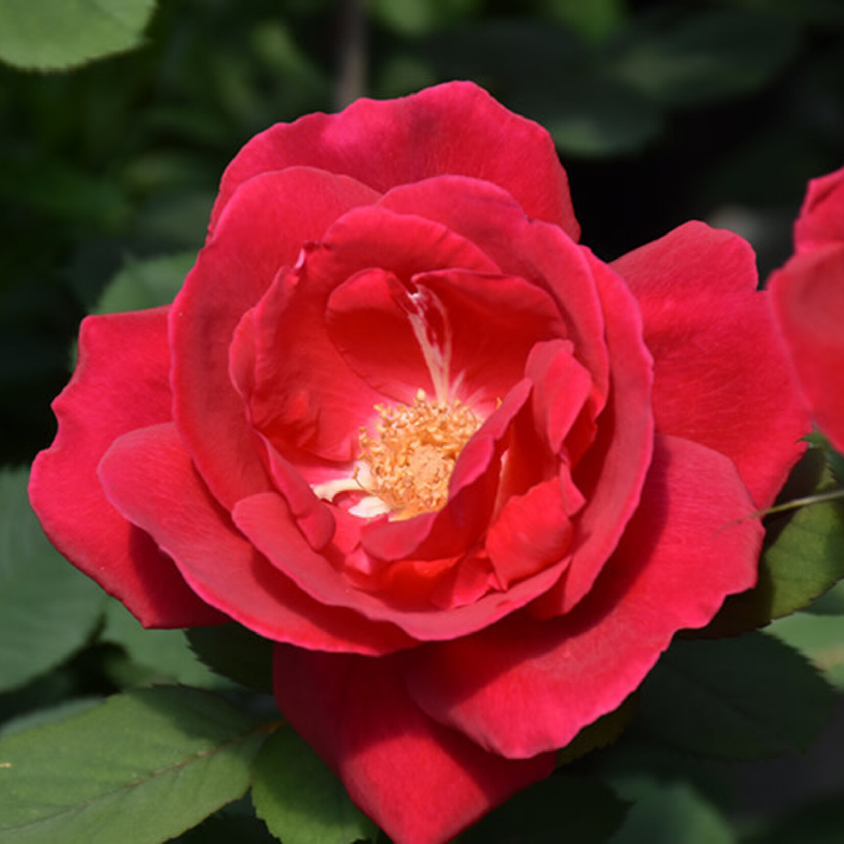 Rose Winnipeg Park 2 Gal