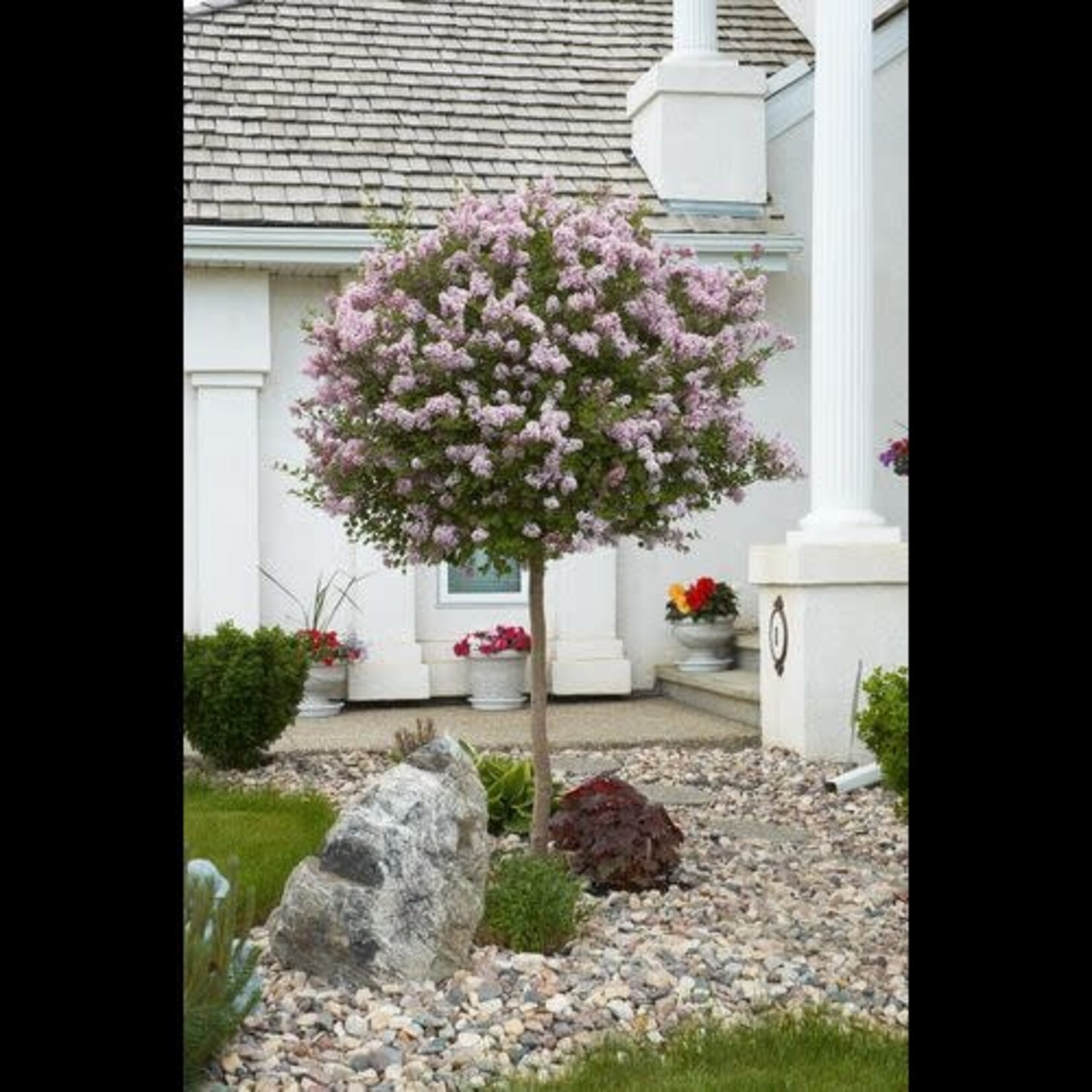 Lilac Dwarf Korean