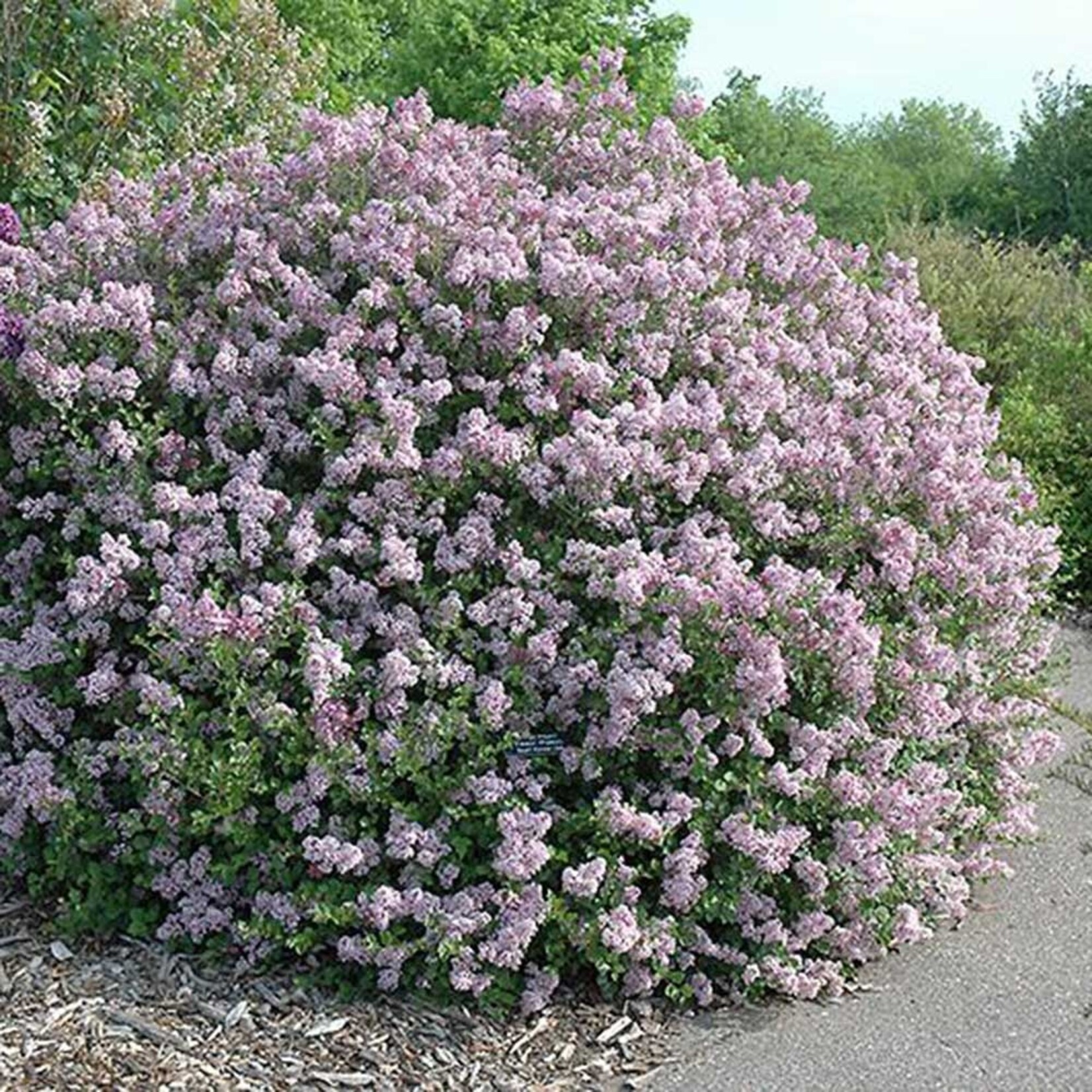 Lilac Dwarf Korean