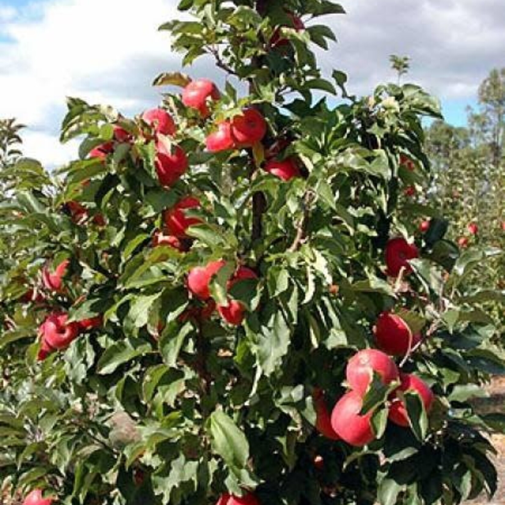Apple Dwarf Gemini 5-6ft Fibre Pot