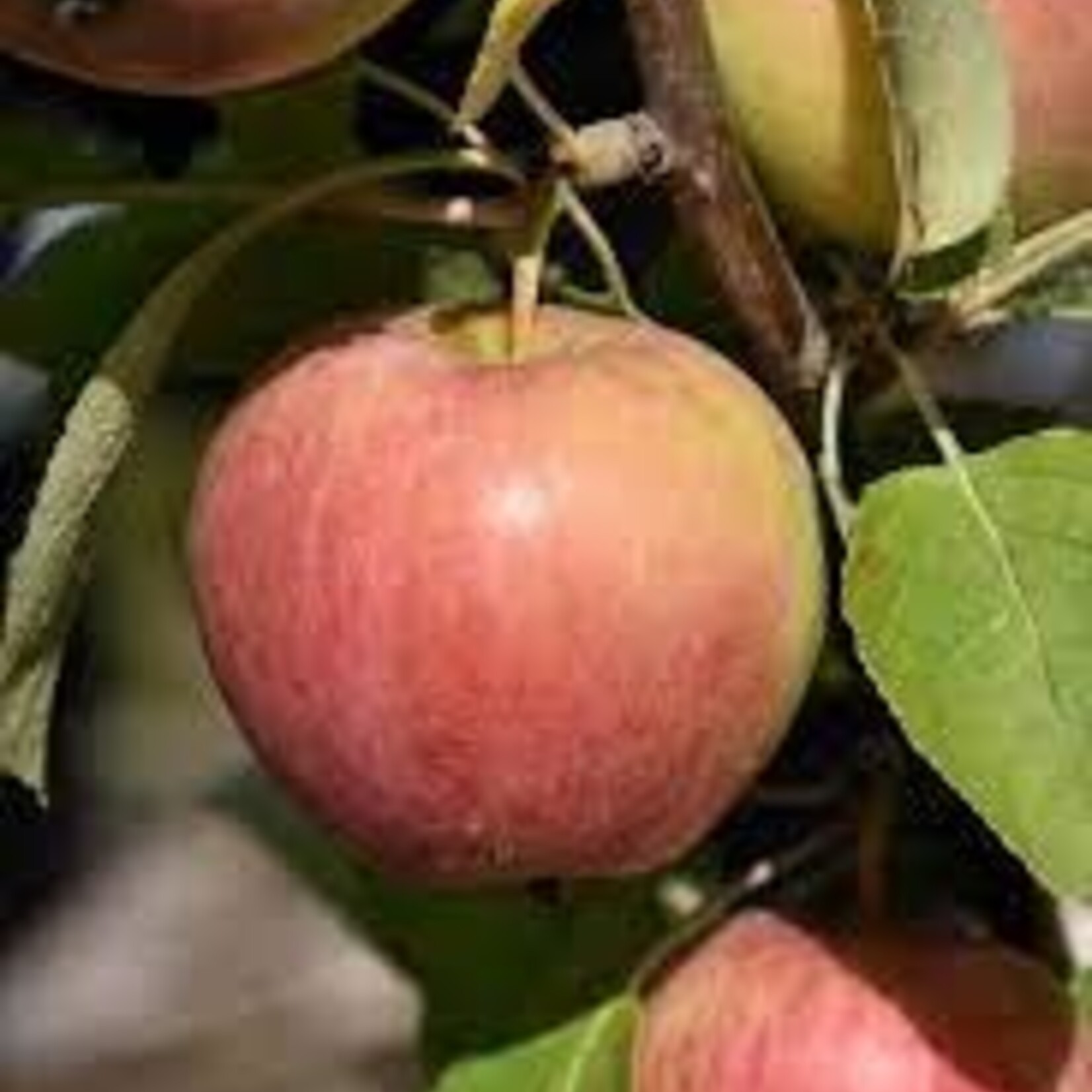 Apple Dwarf Gemini 5-6ft Fibre Pot