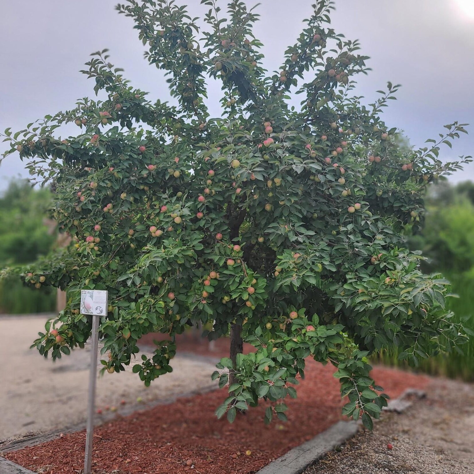 Apple Dwarf Gemini 5-6ft Fibre Pot