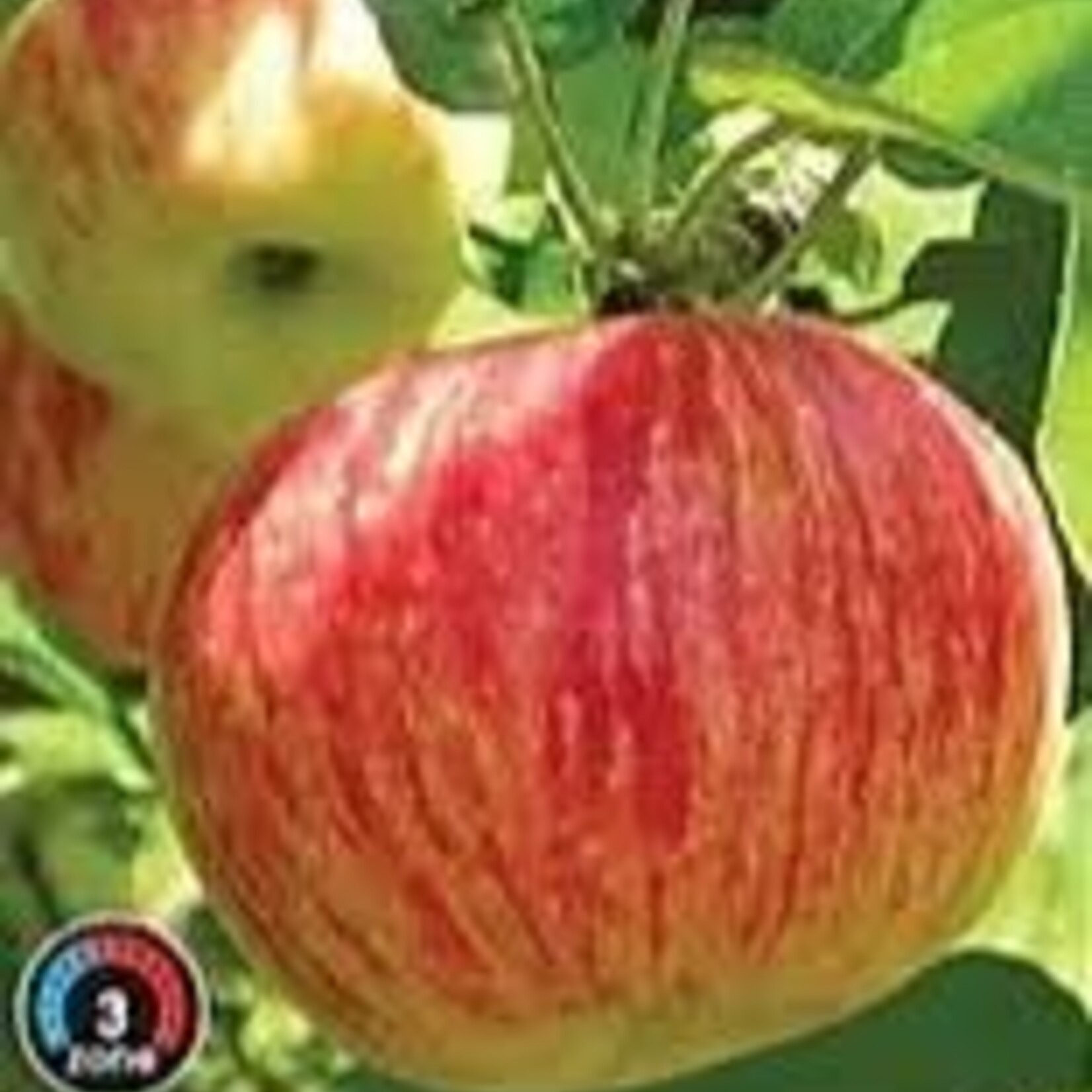 Apple Glenora 5-6 ft Fibre Pot