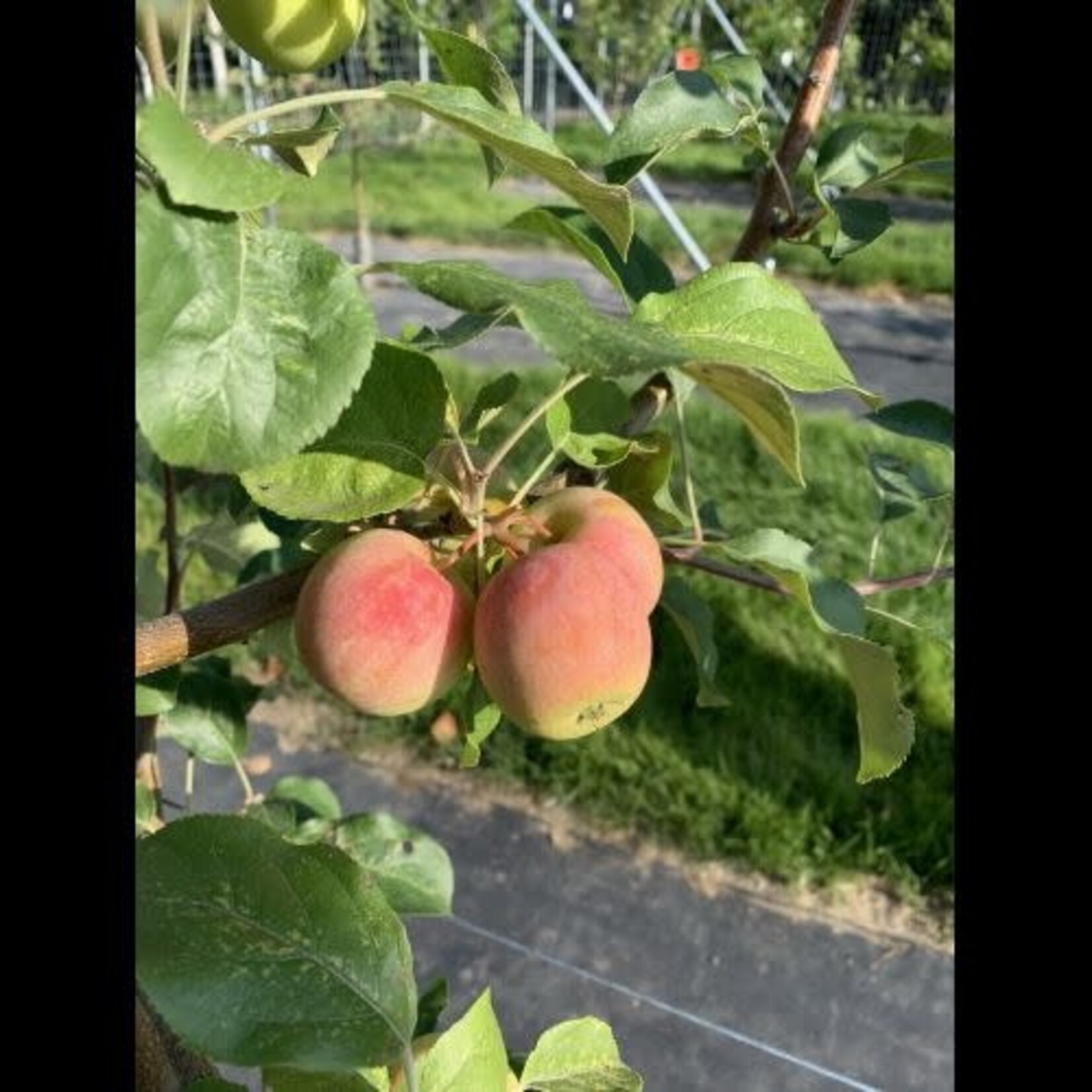 Apple Gloria 5-6 ft Fibre Pot