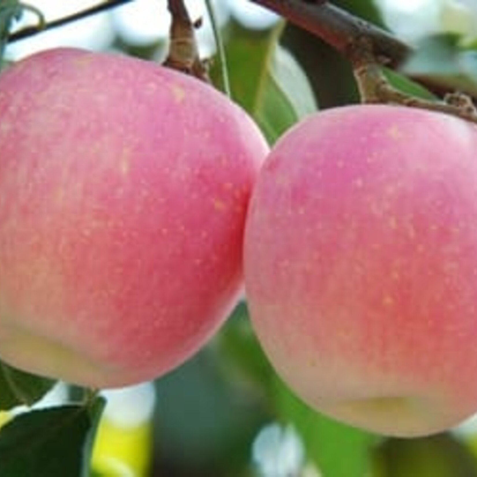 Apple Gloria 5-6 ft Fibre Pot