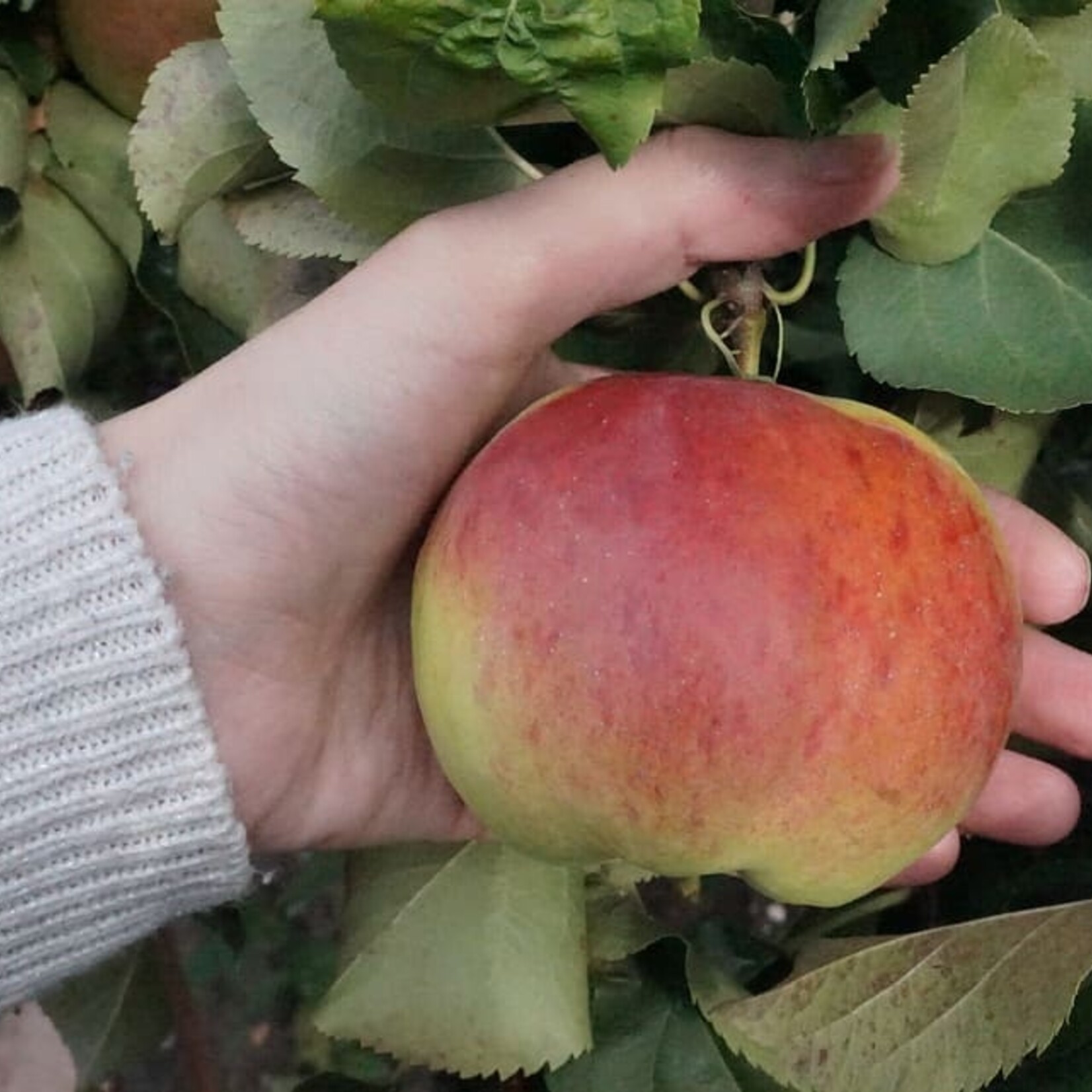 Apple Dwarf Gemini 5-6ft Fibre Pot