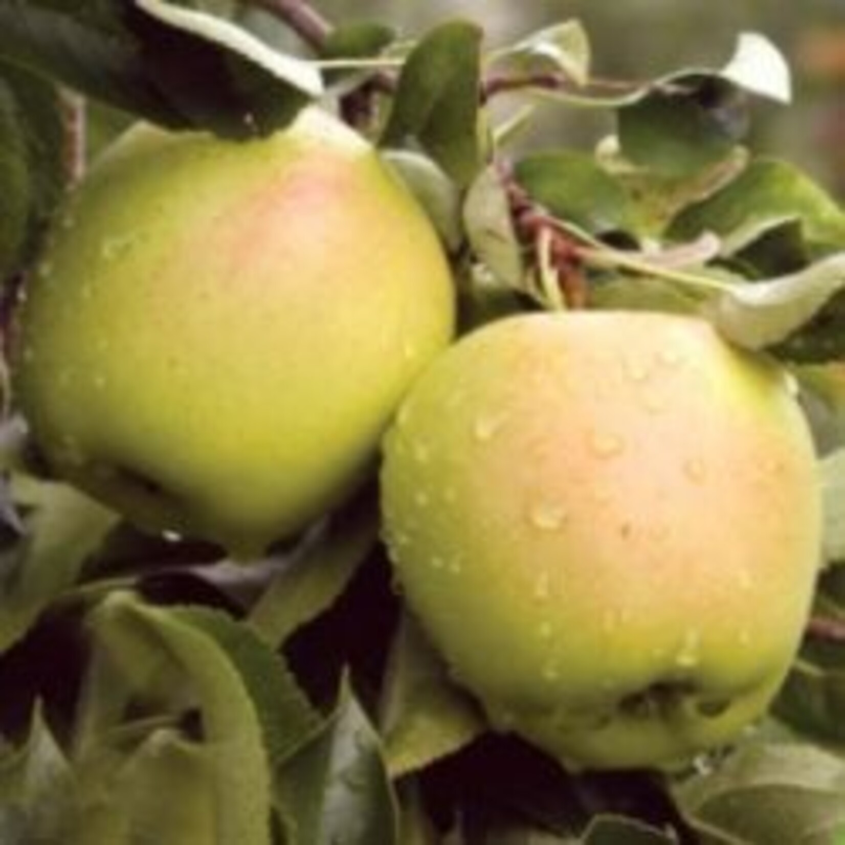 Apple Strathcona Gold