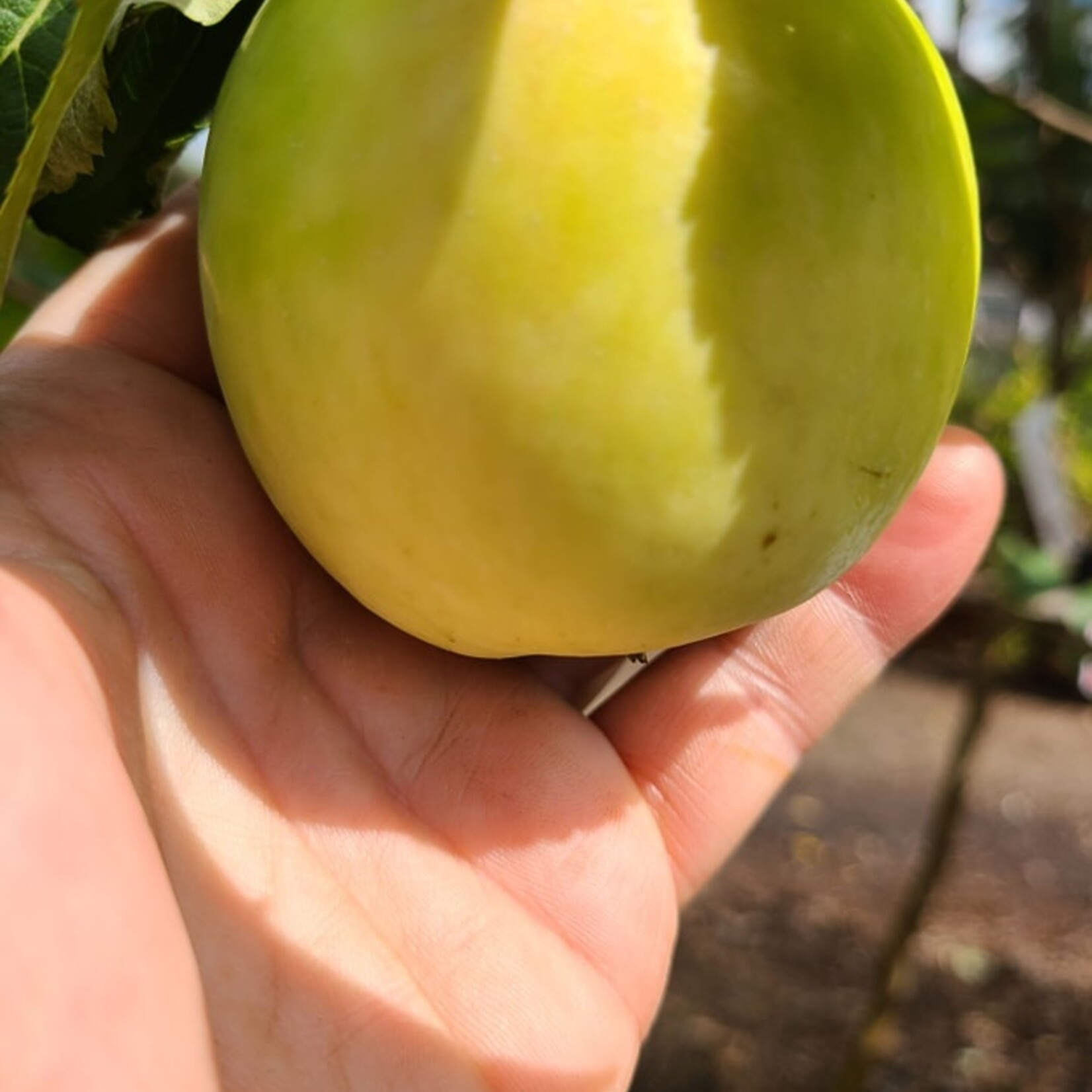 Apple Strathcona Gold