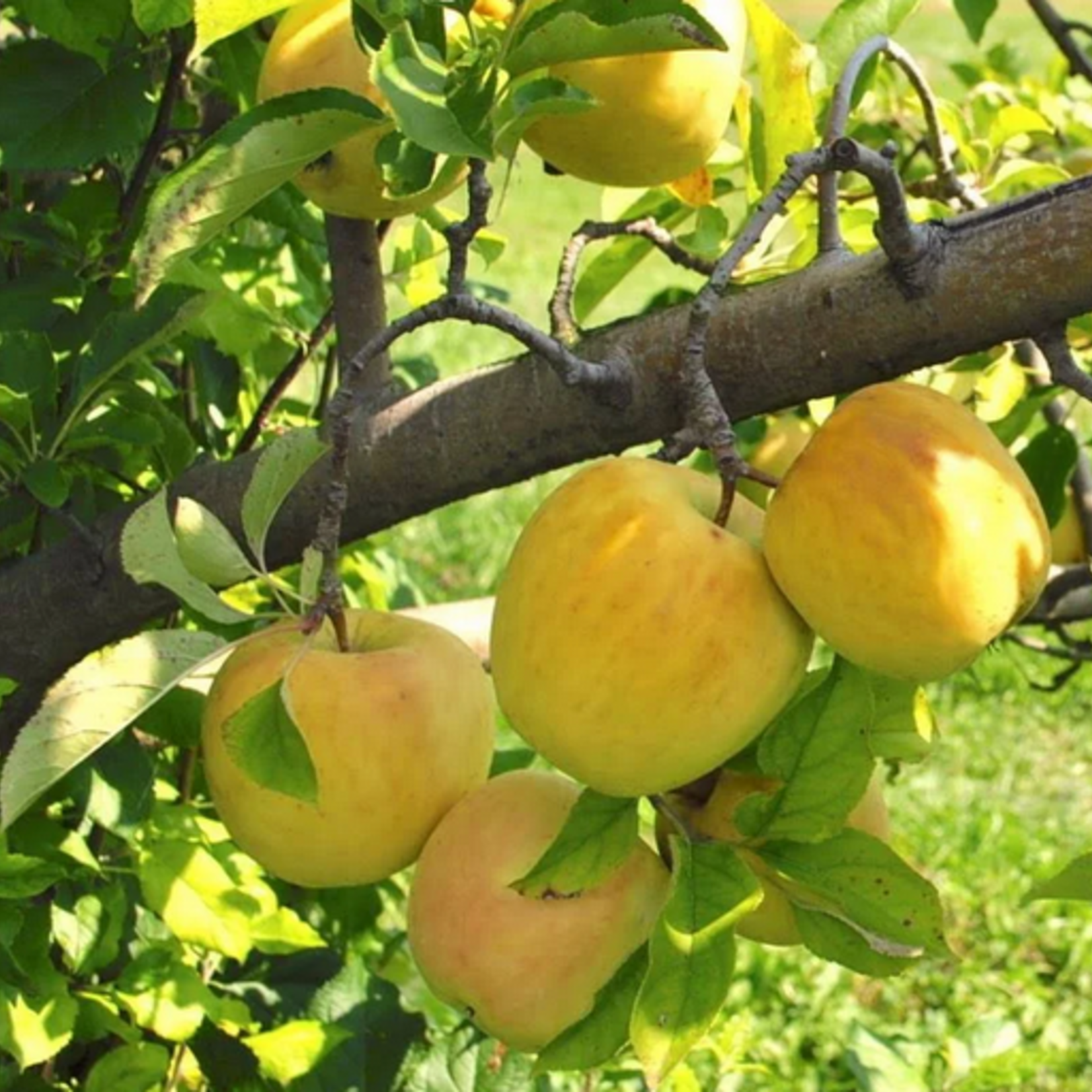 Apple Strathcona Gold