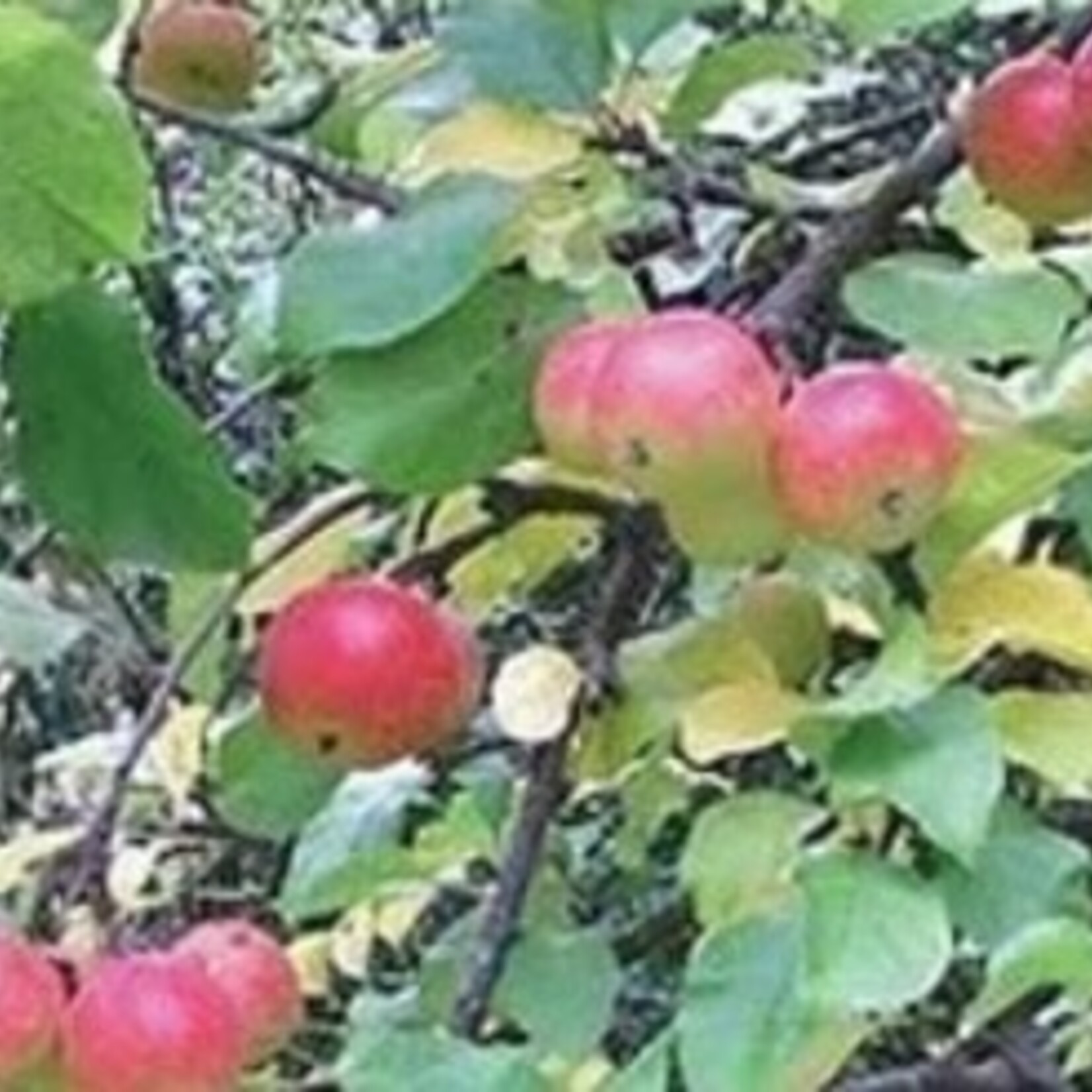 Crabapple Trail 5-6ft Fibre Pot