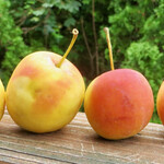 Crabapple Trail