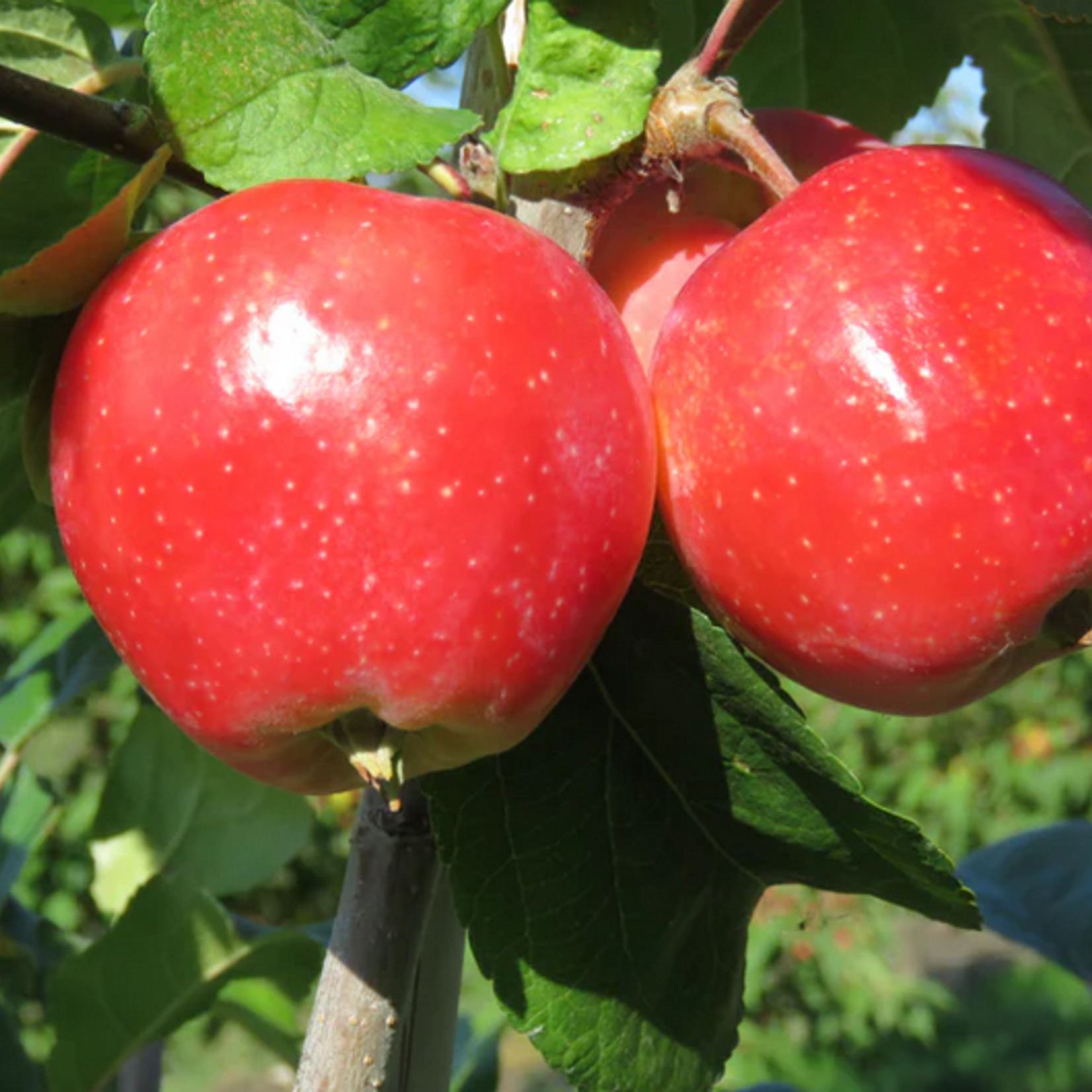 Crabapple Tinkerbelle 5-6ft Fibre Pot