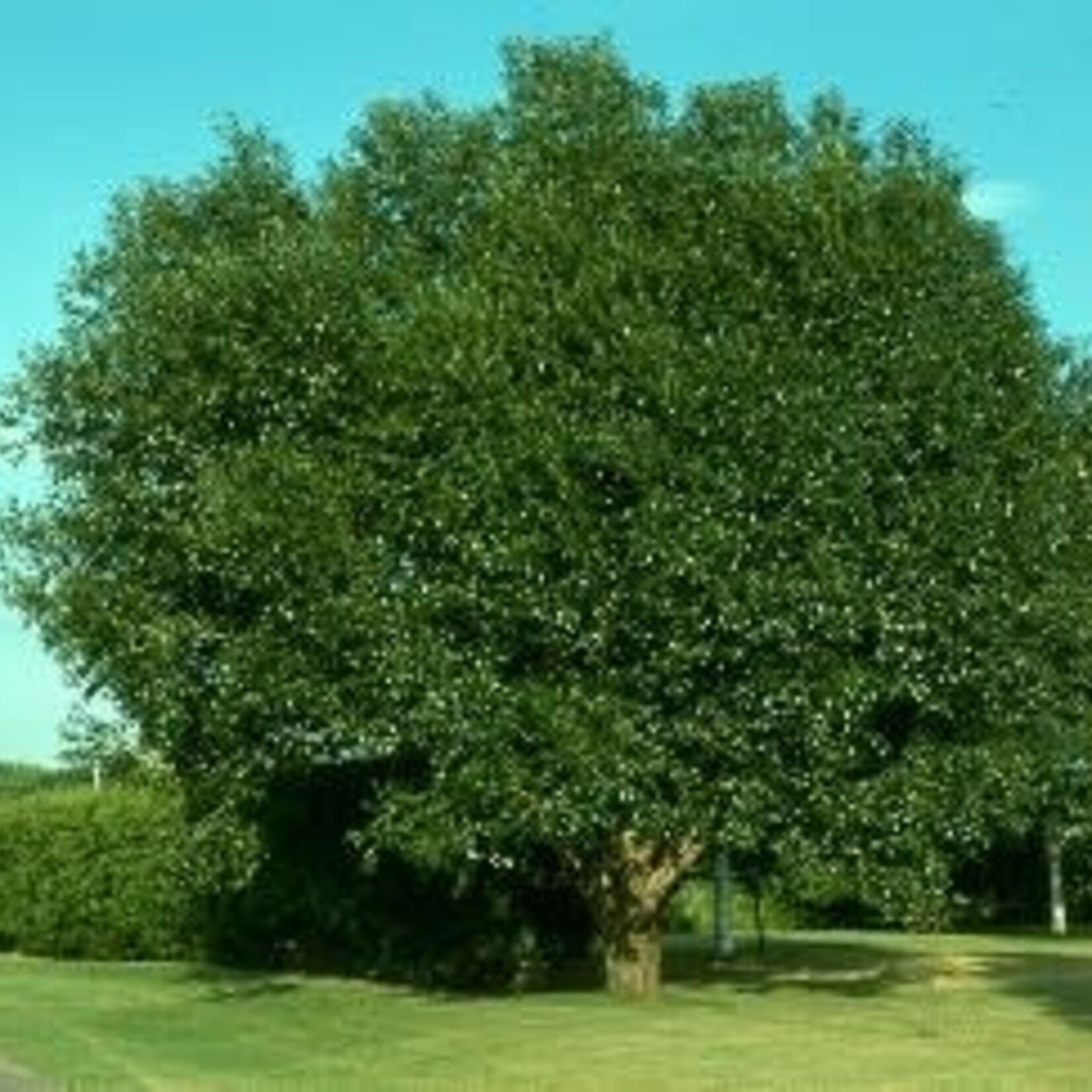 Laurel Leaf Willow 'Silver Lake Prairie Reflection'