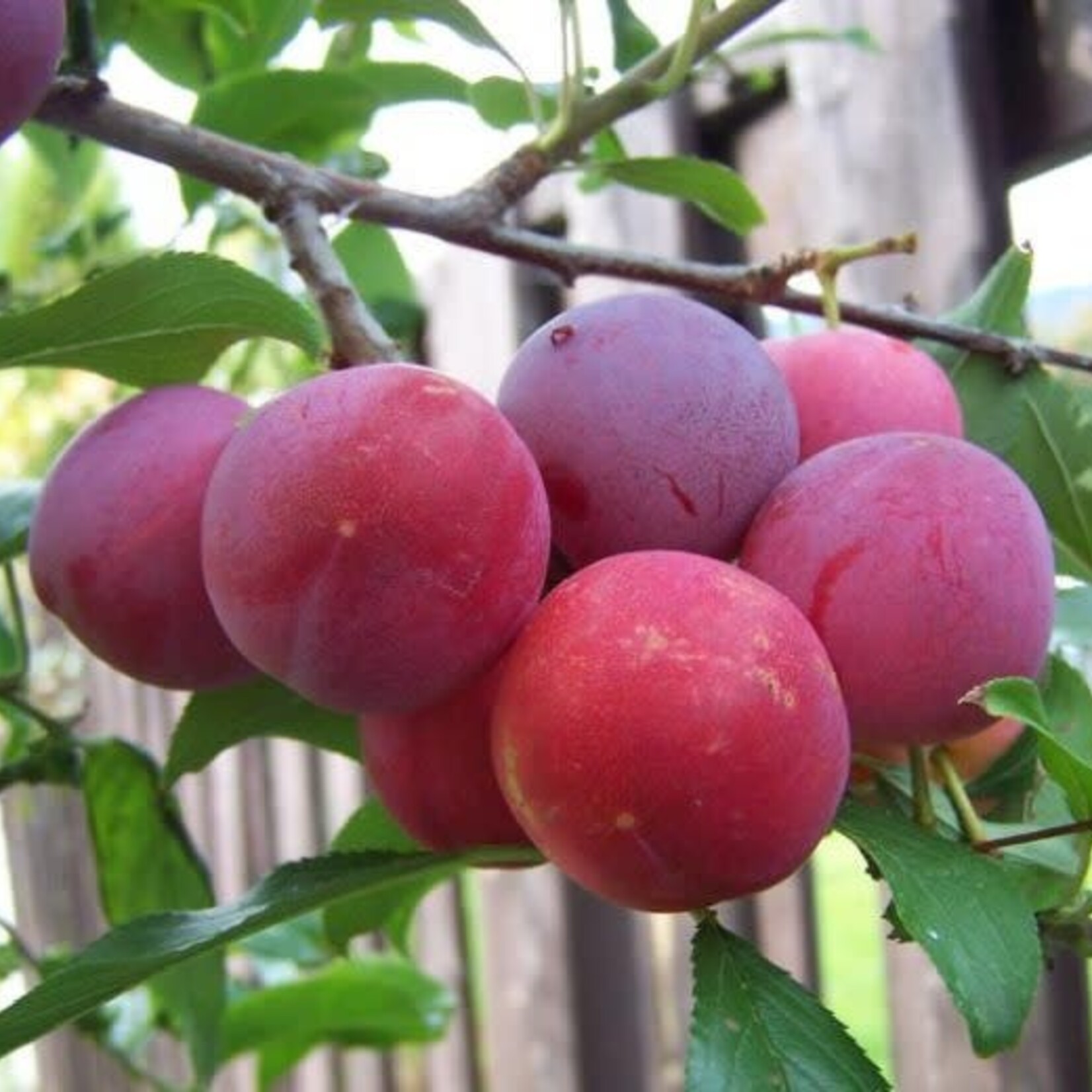 Plum Toka 5 gal