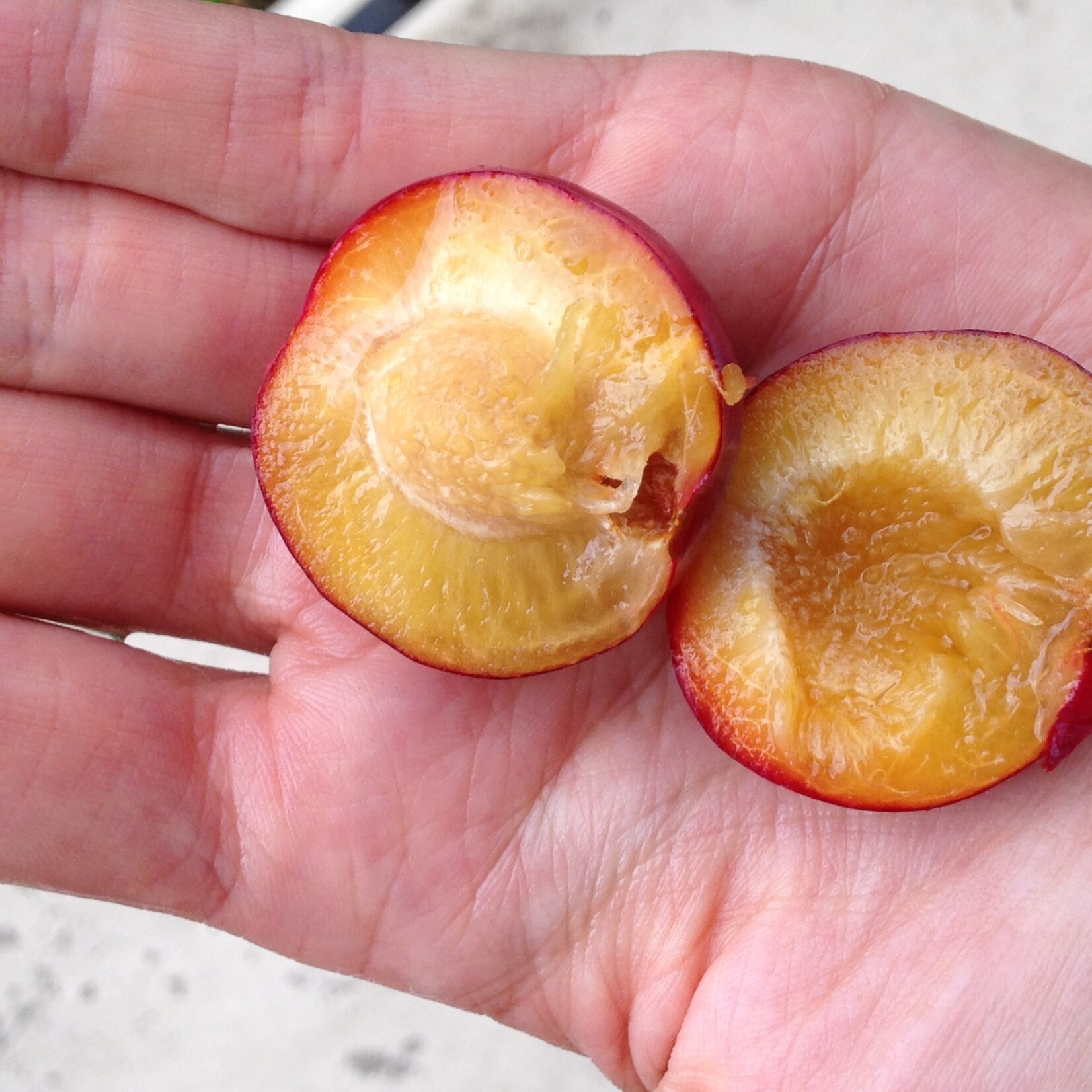 Plum Toka 5 gal