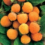 Raspberry Honey Queen Everbearing