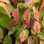 Dogwood Neon Burst 2 Gal