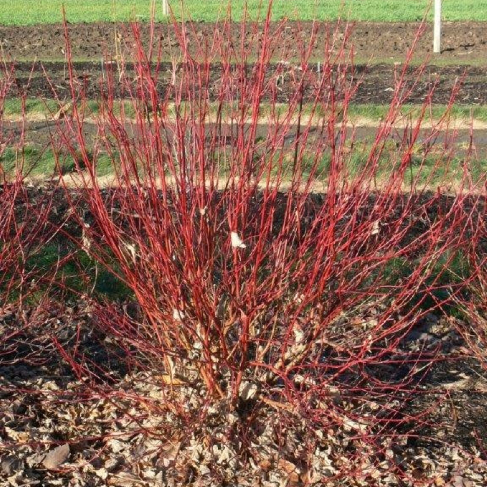 Dogwood Neon Burst 2 Gal