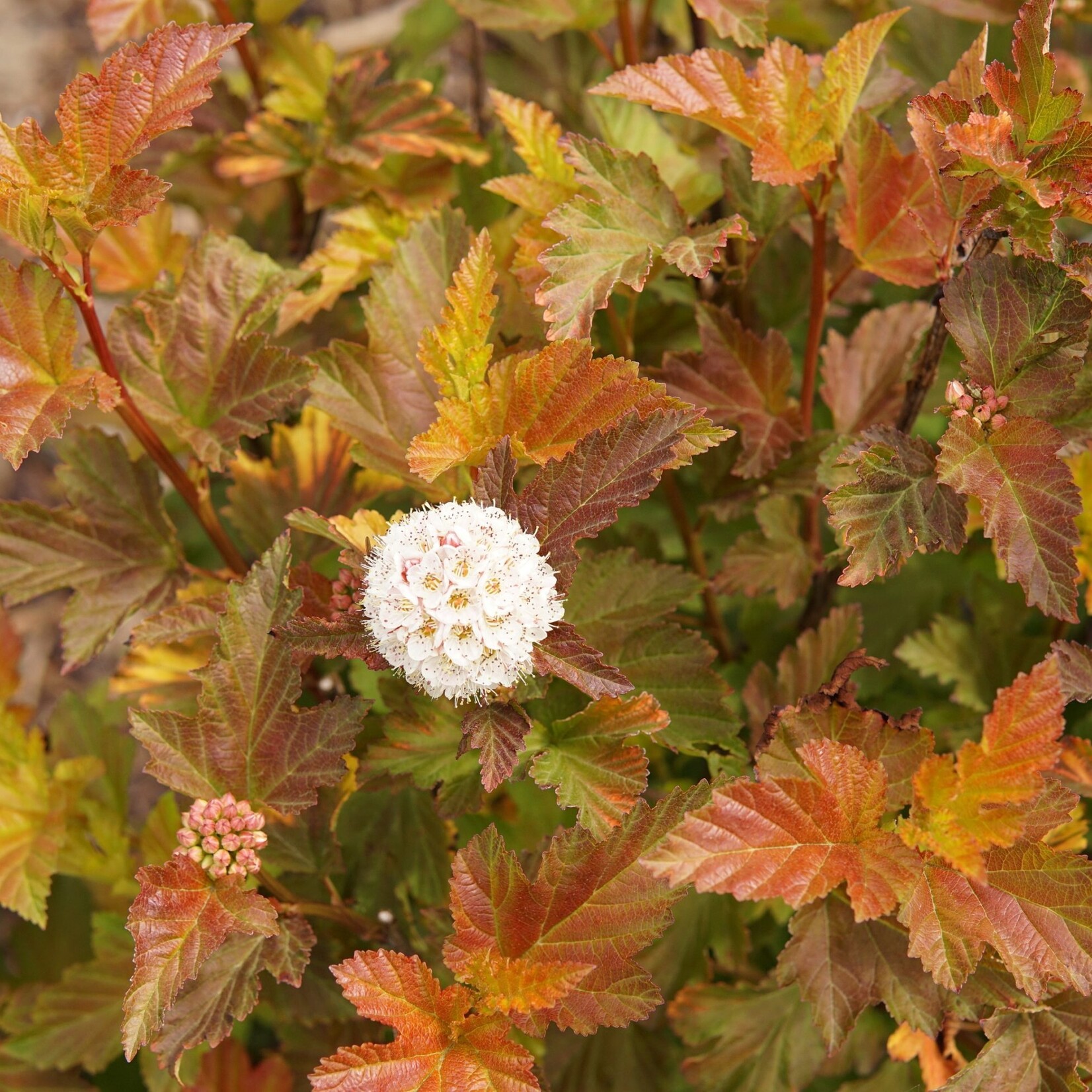Ninebark Amber Jubilee