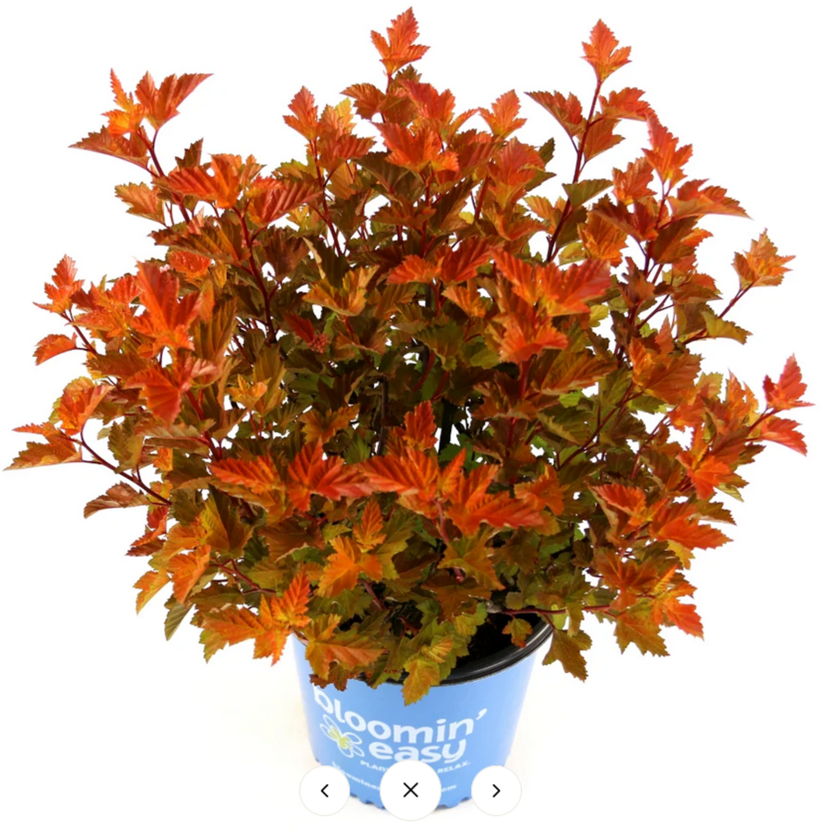 Ninebark Savannah Sunset 2 Gal