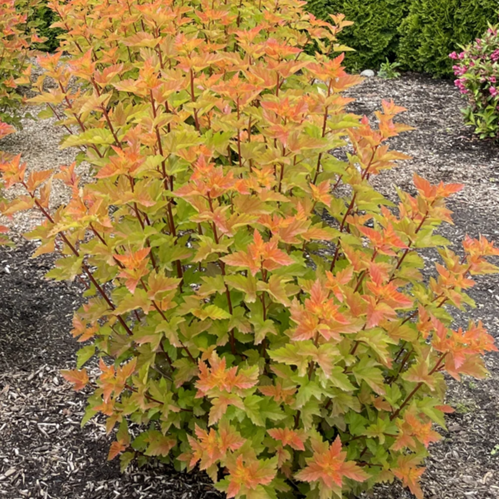 Ninebark Savannah Sunset 2 Gal