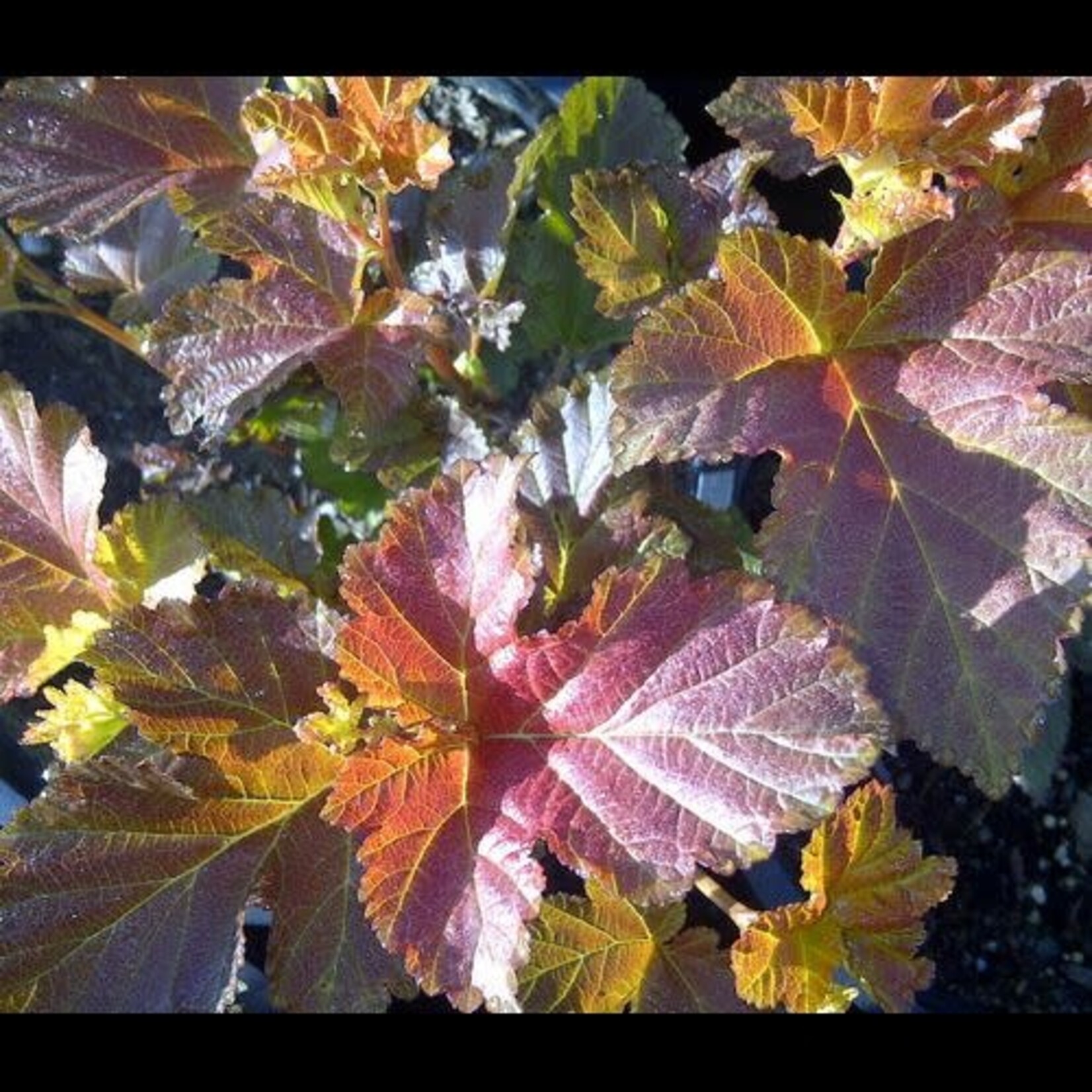Ninebark Amber Jubilee