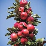 Apple TreasuRed Columnar 5 gallon