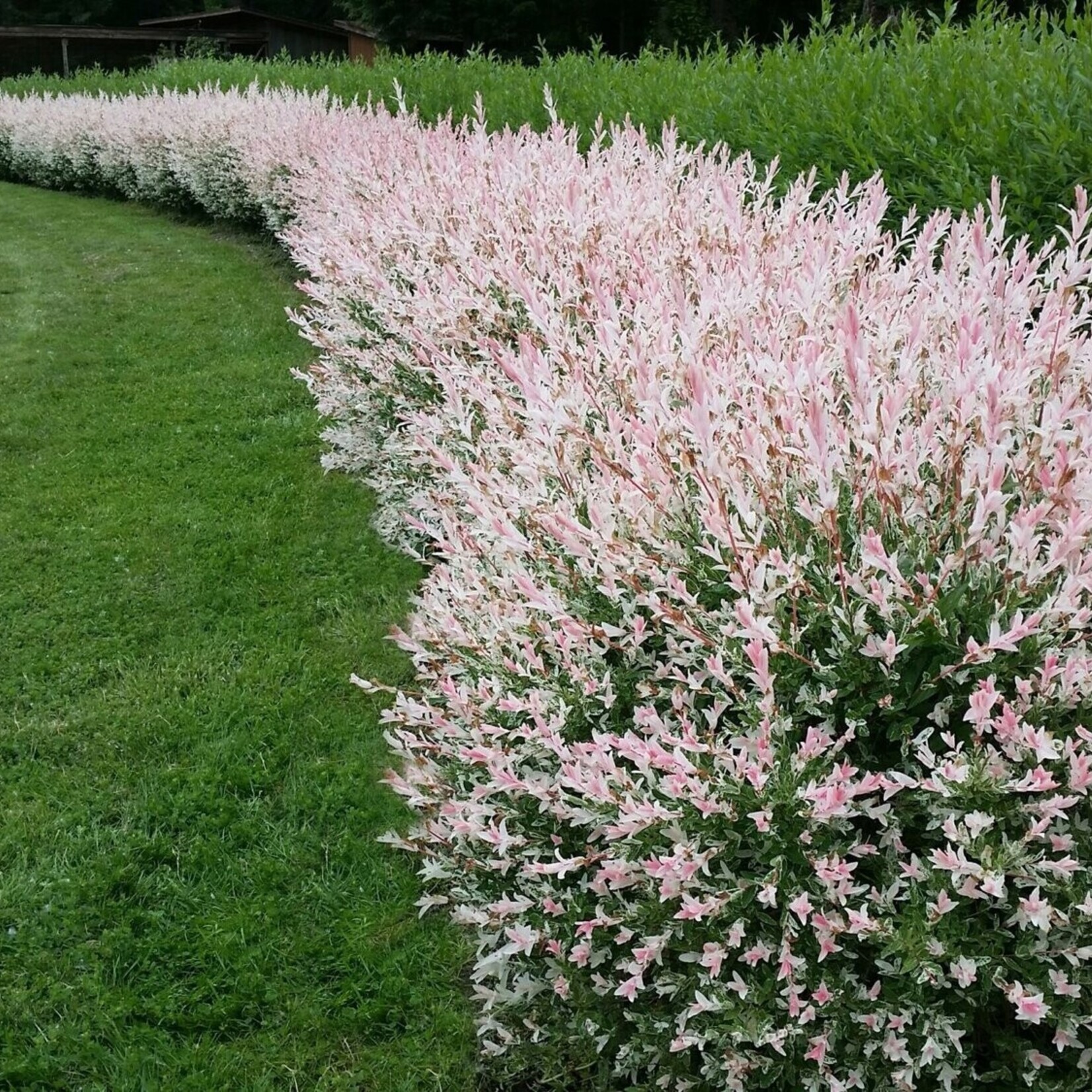 Willow Flamingo 2 gal