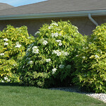 Elder Golden 2 Gal
