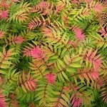 False Spirea Matcha Ball